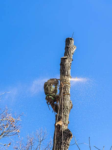 Big Bird Tree Service owner and crew