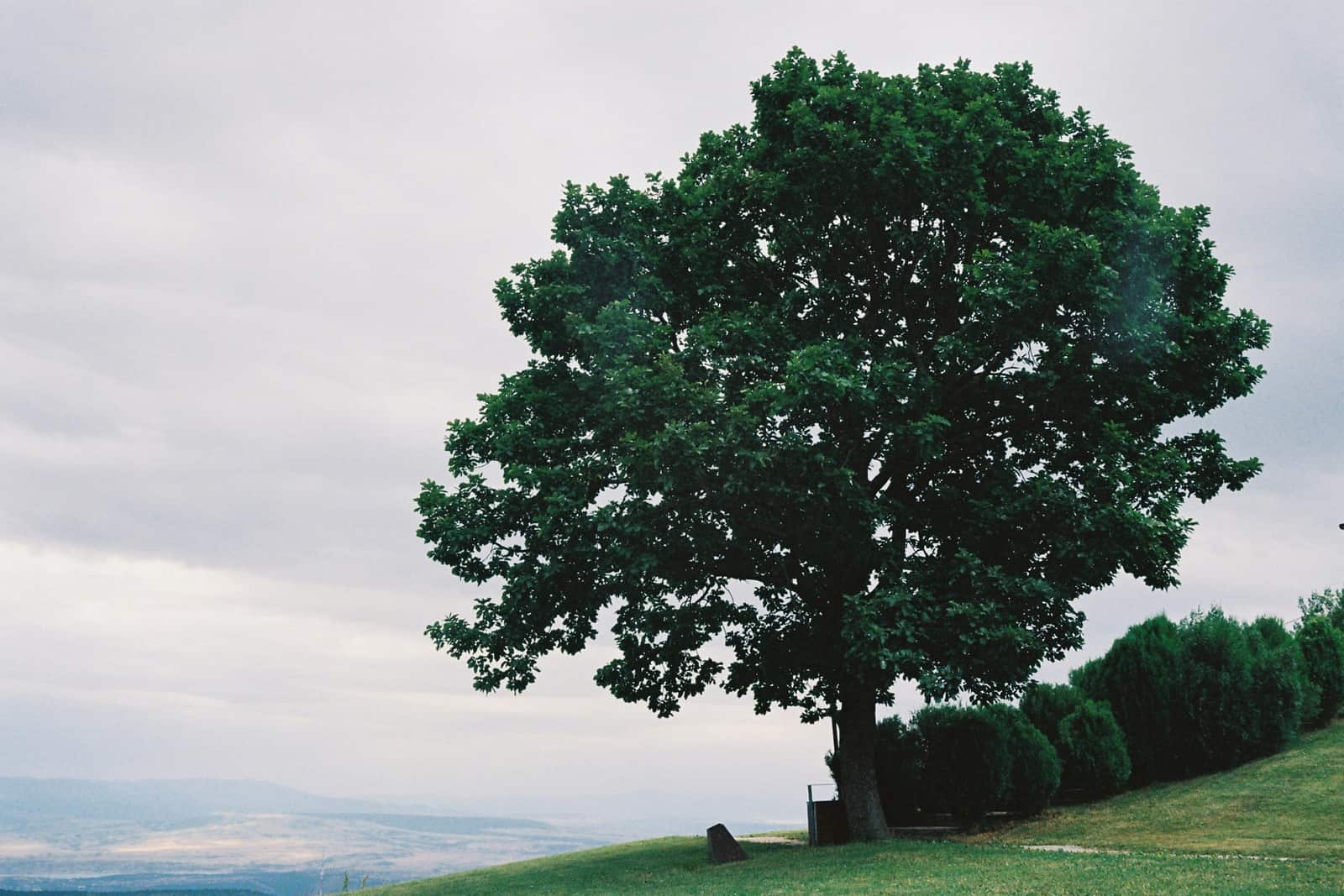 Tree pruning Dallas