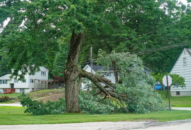 24-hour emergency tree service Dallas