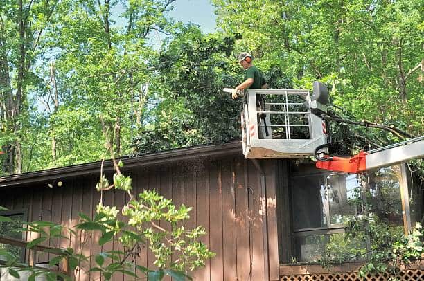 Tree removal Dallas