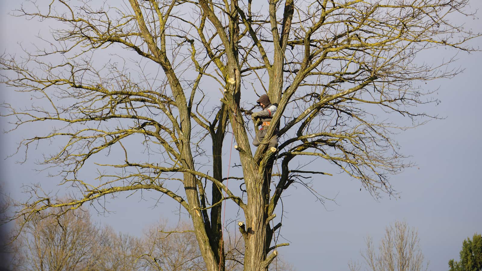 Tree trimming Dallas